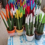 ΦΥΤΩΡΙΟ-ΜΥΤΙΛΗΝΗ-ΑΝΘΟΚΗΠΙΑ-ΠΑΠΑΛΑΣ