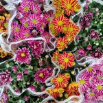 ΦΥΤΩΡΙΟ-ΜΥΤΙΛΗΝΗ-ΑΝΘΟΚΗΠΙΑ-ΠΑΠΑΛΑΣ