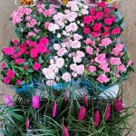 ΦΥΤΩΡΙΟ-ΜΥΤΙΛΗΝΗ-ΑΝΘΟΚΗΠΙΑ-ΠΑΠΑΛΑΣ