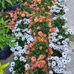 ΦΥΤΩΡΙΟ-ΜΥΤΙΛΗΝΗ-ΑΝΘΟΚΗΠΙΑ-ΠΑΠΑΛΑΣ