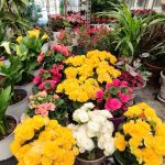 ΦΥΤΩΡΙΟ-ΜΥΤΙΛΗΝΗ-ΑΝΘΟΚΗΠΙΑ-ΠΑΠΑΛΑΣ