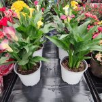 ΦΥΤΩΡΙΟ-ΜΥΤΙΛΗΝΗ-ΑΝΘΟΚΗΠΙΑ-ΠΑΠΑΛΑΣ