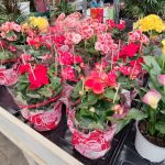 ΦΥΤΩΡΙΟ-ΜΥΤΙΛΗΝΗ-ΑΝΘΟΚΗΠΙΑ-ΠΑΠΑΛΑΣ