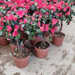 ΦΥΤΩΡΙΟ-ΜΥΤΙΛΗΝΗ-ΑΝΘΟΚΗΠΙΑ-ΠΑΠΑΛΑΣ