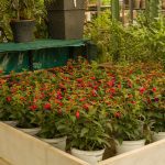 ΦΥΤΩΡΙΟ-ΜΥΤΙΛΗΝΗ-ΑΝΘΟΚΗΠΙΑ-ΠΑΠΑΛΑΣ