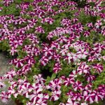 ΦΥΤΩΡΙΟ-ΜΥΤΙΛΗΝΗ-ΑΝΘΟΚΗΠΙΑ-ΠΑΠΑΛΑΣ