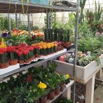 ΦΥΤΩΡΙΟ-ΜΥΤΙΛΗΝΗ-ΑΝΘΟΚΗΠΙΑ-ΠΑΠΑΛΑΣ