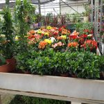 ΦΥΤΩΡΙΟ-ΜΥΤΙΛΗΝΗ-ΑΝΘΟΚΗΠΙΑ-ΠΑΠΑΛΑΣ