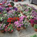 ΦΥΤΩΡΙΟ-ΜΥΤΙΛΗΝΗ-ΑΝΘΟΚΗΠΙΑ-ΠΑΠΑΛΑΣ