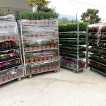 ΦΥΤΩΡΙΟ-ΜΥΤΙΛΗΝΗ-ΑΝΘΟΚΗΠΙΑ-ΠΑΠΑΛΑΣ