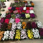 ΦΥΤΩΡΙΟ-ΜΥΤΙΛΗΝΗ-ΑΝΘΟΚΗΠΙΑ-ΠΑΠΑΛΑΣ