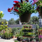 ΦΥΤΩΡΙΟ-ΜΥΤΙΛΗΝΗ-ΑΝΘΟΚΗΠΙΑ-ΠΑΠΑΛΑΣ