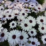 ΦΥΤΩΡΙΟ-ΜΥΤΙΛΗΝΗ-ΑΝΘΟΚΗΠΙΑ-ΠΑΠΑΛΑΣ