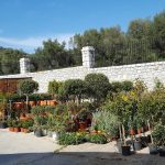 ΦΥΤΩΡΙΟ-ΜΥΤΙΛΗΝΗ-ΑΝΘΟΚΗΠΙΑ-ΠΑΠΑΛΑΣ