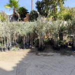 ΦΥΤΩΡΙΟ-ΜΥΤΙΛΗΝΗ-ΑΝΘΟΚΗΠΙΑ-ΠΑΠΑΛΑΣ