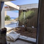 ΦΥΤΩΡΙΟ-ΜΥΤΙΛΗΝΗ-ΑΝΘΟΚΗΠΙΑ-ΠΑΠΑΛΑΣ