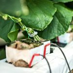 ΘΕΡΜΟΚΗΠΙΑ-ΘΡΑΚΗΣ-ΑΕ-ΝΕΟ-ΕΡΑΣΜΙΟ-ΞΑΝΘΗ