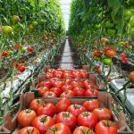 ΘΕΡΜΟΚΗΠΙΑ-ΘΡΑΚΗΣ-ΑΕ-ΝΕΟ-ΕΡΑΣΜΙΟ-ΞΑΝΘΗ