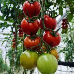 ΘΕΡΜΟΚΗΠΙΑ-ΘΡΑΚΗΣ-ΑΕ-ΝΕΟ-ΕΡΑΣΜΙΟ-ΞΑΝΘΗ