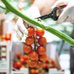 ΘΕΡΜΟΚΗΠΙΑ-ΘΡΑΚΗΣ-ΑΕ-ΝΕΟ-ΕΡΑΣΜΙΟ-ΞΑΝΘΗ