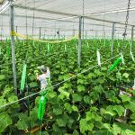 ΘΕΡΜΟΚΗΠΙΑ-ΘΡΑΚΗΣ-ΑΕ-ΝΕΟ-ΕΡΑΣΜΙΟ-ΞΑΝΘΗ