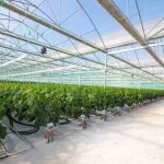 ΘΕΡΜΟΚΗΠΙΑ-ΘΡΑΚΗΣ-ΑΕ-ΝΕΟ-ΕΡΑΣΜΙΟ-ΞΑΝΘΗ