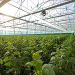 ΘΕΡΜΟΚΗΠΙΑ-ΘΡΑΚΗΣ-ΑΕ-ΝΕΟ-ΕΡΑΣΜΙΟ-ΞΑΝΘΗ