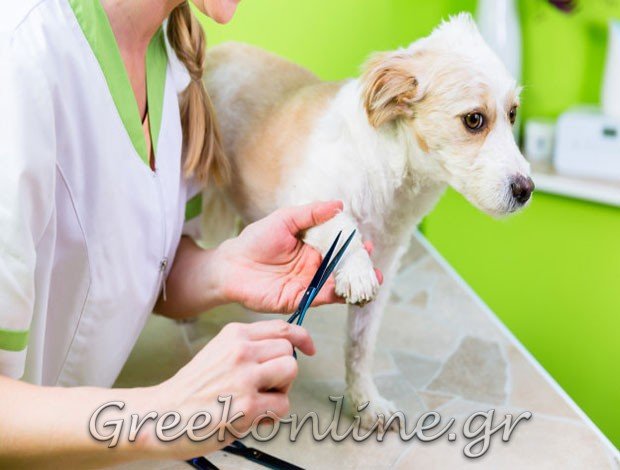 ΚΤΗΝΙΑΤΡΟΣ ΑΜΠΕΛΑΚΙΑ ΣΑΛΑΜΙΝΑΣ  ΚΟΚΛΙΩΤΗ ΜΑΡΙΑ