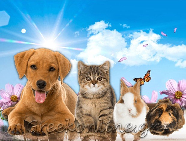 ΚΤΗΝΙΑΤΡΟΣ ΚΟΛΩΝΟΣ ΑΤΤΙΚΗΣ  ΑΝΤΩΝΙΟΥ ΕΥΑΓΓΕΛΙΑ