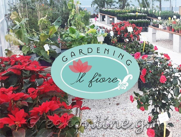 ΦΥΤΩΡΙΟ – ΑΝΘΟΠΩΛΕΙΟ  ΚΟΝΤΑΡΑΙΝΑ ΛΕΥΚΑΔΑΣ  “IL FIORE” – ΠΟΛΙΤΗΣ ΑΘΑΝΑΣΙΟΣ