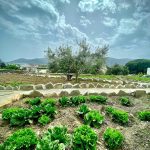 ΕΣΤΙΑΤΟΡΙΟ-ΑΡΤΕΜΩΝΑΣ-ΣΙΦΝΟΣ-ΤΟ-ΧΡΥΣΟ-ΓΕΩΡΓΟΥΛΗ