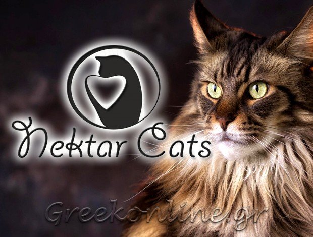 ΕΚΤΡΟΦΕΙΟ ΓΑΤΑΣ ΣΑΛΑΜΙΝΑ  “NEKTAR CATS”  ΦΟΥΝΤΟΥ ΝΕΚΤΑΡΙΑ