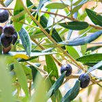 ΕΛΑΙΟΤΡΙΒΕΙΟ-ΛΥΓΟΥΡΙΟ-ΑΡΓΟΛΙΔΑΣ-IAMA-OLIVE-OIL