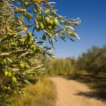ΕΛΑΙΟΤΡΙΒΕΙΟ-ΛΥΓΟΥΡΙΟ-ΑΡΓΟΛΙΔΑΣ-IAMA-OLIVE-OIL