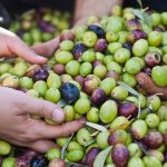 ΕΛΑΙΟΤΡΙΒΕΙΟ-ΛΥΓΟΥΡΙΟ-ΑΡΓΟΛΙΔΑΣ-IAMA-OLIVE-OIL