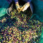 ΕΛΑΙΟΤΡΙΒΕΙΟ-ΛΥΓΟΥΡΙΟ-ΑΡΓΟΛΙΔΑΣ-IAMA-OLIVE-OIL