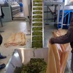 ΕΛΑΙΟΥΡΓΕΙΟ-ΤΥΜΠΑΚΙ-ΗΡΑΚΛΕΙΟΥ-ΑΦΟΙ-ΣΑΪΤΗ