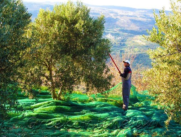 ΕΛΑΙΟΤΡΙΒΕΙΟ ΑΜΦΙΚΛΕΙΑ ΦΘΙΩΤΙΔΑΣ ΣΠΥΡΙΔΩΝ ΣΑΓΙΑΣ