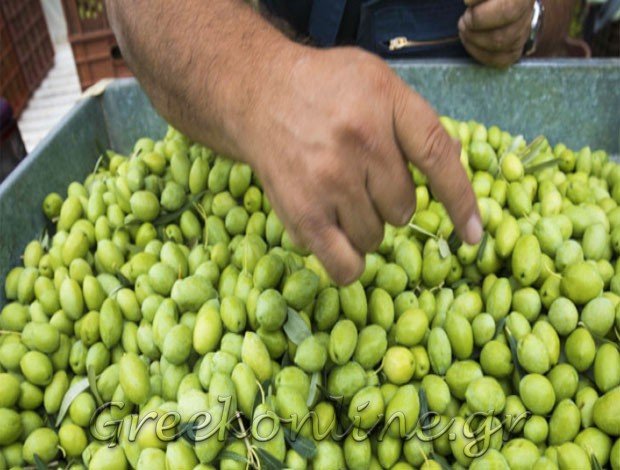 ΕΛΑΙΟΤΡΙΒΕΙΟ ΚΟΥΤΣΟΜΟΔΙ ΚΟΡΙΝΘΙΑΣ “Α. ΡΙΖΟΥ – Π. ΜΑΝΤΖΙΩΡΟΣ ΟΕ”