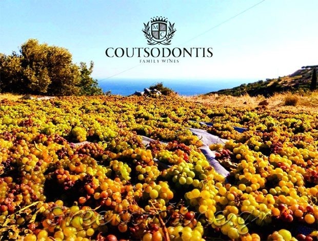 ΟΙΝΟΠΟΙΪΑ ΜΑΡΑΘΟΚΑΜΠΟΣ ΣΑΜΟΥ  “COUTSODONTIS FAMILY WINES”  ΑΦΟΙ ΚΟΥΤΣΟΔΟΝΤΗ Ο.Ε.