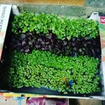 ΕΜΠΟΡΙΟ-ΦΡΟΥΤΩΝ-ΛΑΧΑΝΙΚΩΝ-ΛΑΡΙΣΑ-ΒΑΓΓΟΣ-VEGGIE-STREET-ΚΟΛΠΟΥΖΗΣ