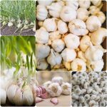 ΓΕΩΡΓΙΚΑ-ΕΦΟΔΙΑ-ΚΟΙΛΑΔΑ-ΚΟΖΑΝΗΣ-ΚΑΚΛΑΜΑΝΟΥ