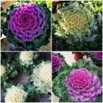 ΓΕΩΡΓΙΚΑ-ΕΦΟΔΙΑ-ΚΟΙΛΑΔΑ-ΚΟΖΑΝΗΣ-ΚΑΚΛΑΜΑΝΟΥ