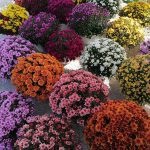 ΓΕΩΡΓΙΚΑ-ΕΦΟΔΙΑ-ΚΟΙΛΑΔΑ-ΚΟΖΑΝΗΣ-ΚΑΚΛΑΜΑΝΟΥ