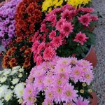 ΓΕΩΡΓΙΚΑ-ΕΦΟΔΙΑ-ΚΟΙΛΑΔΑ-ΚΟΖΑΝΗΣ-ΚΑΚΛΑΜΑΝΟΥ