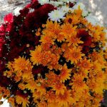 ΓΕΩΡΓΙΚΑ-ΕΦΟΔΙΑ-ΚΟΙΛΑΔΑ-ΚΟΖΑΝΗΣ-ΚΑΚΛΑΜΑΝΟΥ