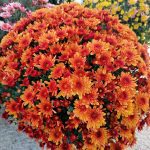 ΓΕΩΡΓΙΚΑ-ΕΦΟΔΙΑ-ΚΟΙΛΑΔΑ-ΚΟΖΑΝΗΣ-ΚΑΚΛΑΜΑΝΟΥ