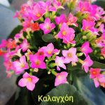 ΓΕΩΡΓΙΚΑ-ΕΦΟΔΙΑ-ΚΟΙΛΑΔΑ-ΚΟΖΑΝΗΣ-ΚΑΚΛΑΜΑΝΟΥ