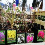 ΓΕΩΡΓΙΚΑ-ΕΦΟΔΙΑ-ΚΟΙΛΑΔΑ-ΚΟΖΑΝΗΣ-ΚΑΚΛΑΜΑΝΟΥ