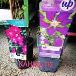 ΓΕΩΡΓΙΚΑ-ΕΦΟΔΙΑ-ΚΟΙΛΑΔΑ-ΚΟΖΑΝΗΣ-ΚΑΚΛΑΜΑΝΟΥ